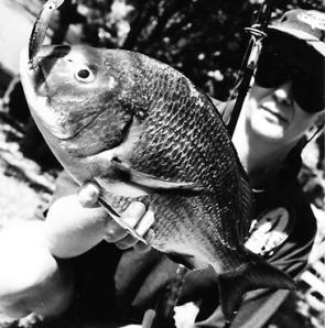 You can expect large bream like this out of the Bega River. Hard or soft lures or bait, it’s your choice.